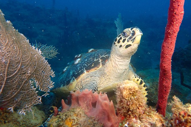 Experience Scuba Diving / NO certification Needed - At a glance