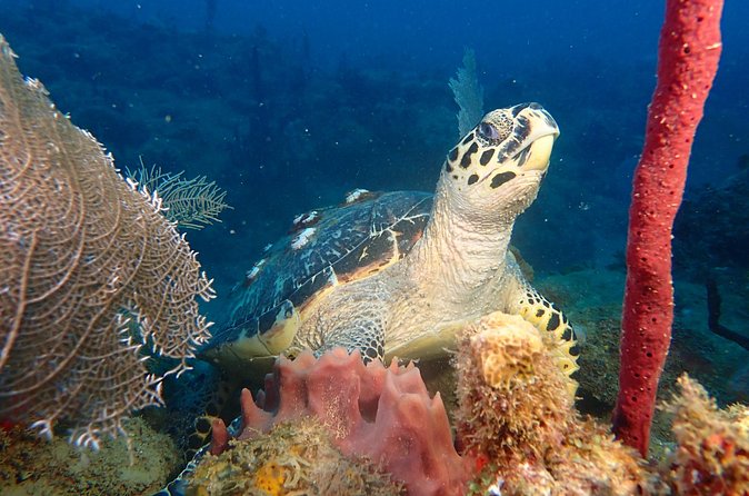 Experience Scuba Diving / NO certification Needed - Equipment and preparation before you arrive