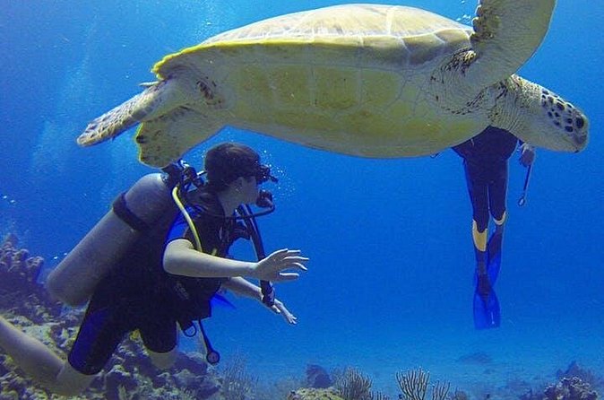 Experience Scuba Diving / NO certification Needed - How much value you get for $119