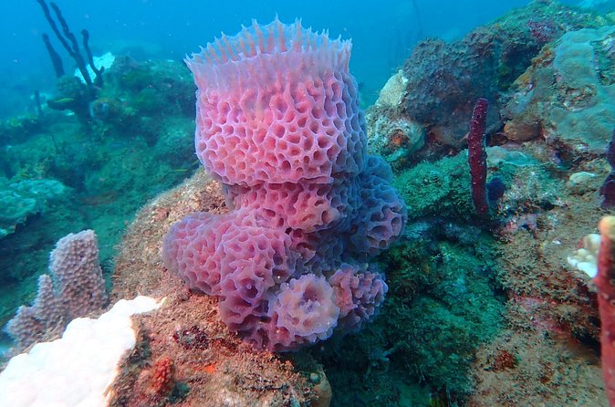 Experience Scuba Diving / NO certification Needed - Practical timing and flight advice