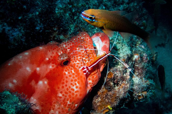 Exploration dives for experienced divers - What you may see beneath Tamarin Bay