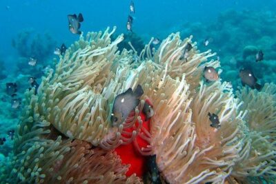 Exploration dives for experienced divers