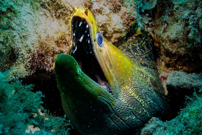 Exploration dives for experienced divers - Who should book this outing?