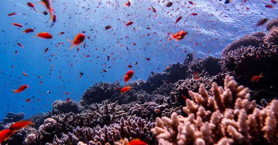 Explore Aqaba's Depths: Scuba Diving Tour, with Hotel Pickup - A short class before your first descent