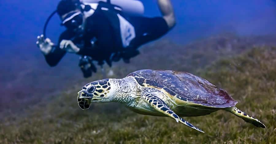 Explore Aqaba's Depths: Scuba Diving Tour, with Hotel Pickup - About 45 minutes among reefs and wrecks