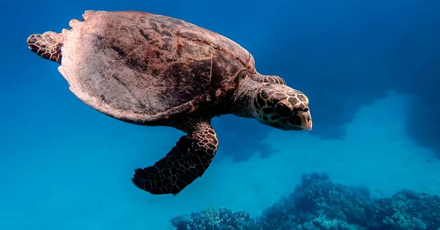 Explore Aqaba's Depths: Scuba Diving Tour, with Hotel Pickup - Photos, tea, and the small comforts