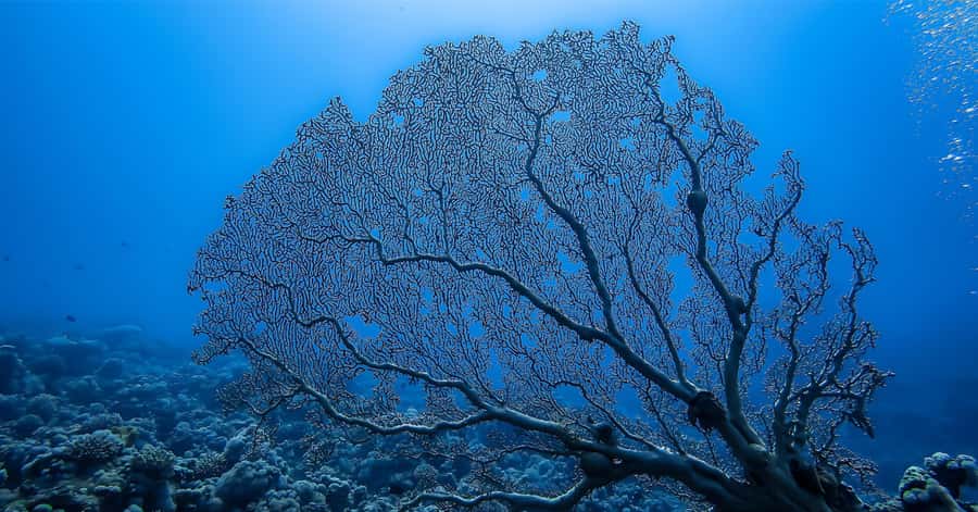 Explore Aqaba's Depths: Scuba Diving Tour, with Hotel Pickup - Who will get the most from this experience