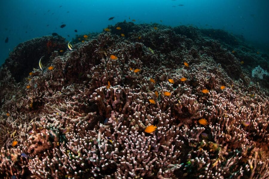 Explore Scuba diving at Racha Yai Island from Phuket - Booking details that can save you trouble