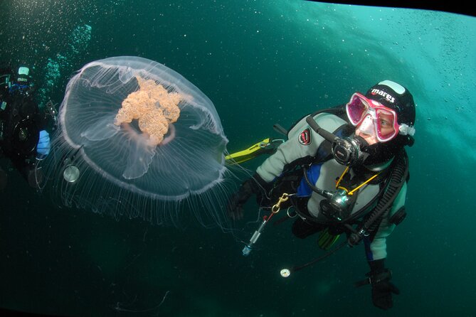First Time Diver Scuba Experience - A gentle first step into Lofoten’s underwater world