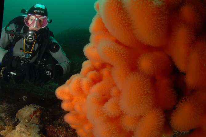 First Time Diver Scuba Experience - Arctic sea life and the port-side setting