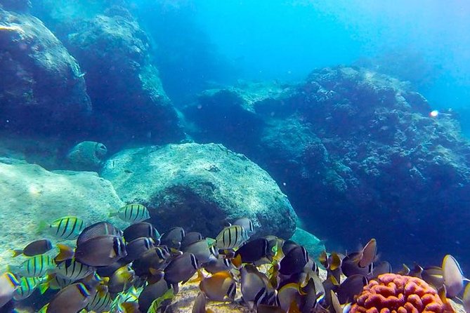 First-Time Scuba Diving in Honolulu + Free Videos - Key points at a glance