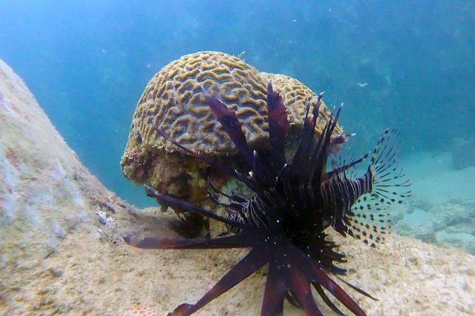First-Time Scuba Diving in Honolulu + Free Videos - The free photos and videos