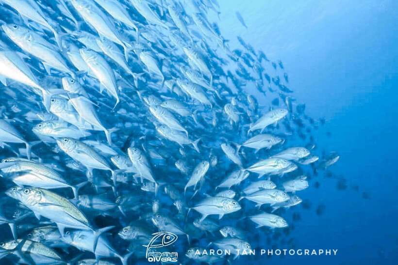 Fisheye Divers: Discover Scuba Diving - The boat ride to Boracay’s coral garden