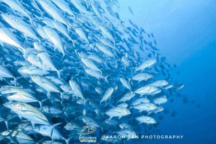 Fisheye Divers: Discover Scuba Diving - Who will get the most from this experience
