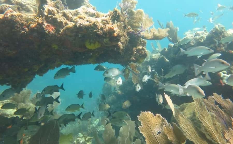 Florida Keys: Scuba Diving & Snorkeling Reef Trip - Why Key Largo is a strong base for reef exploring