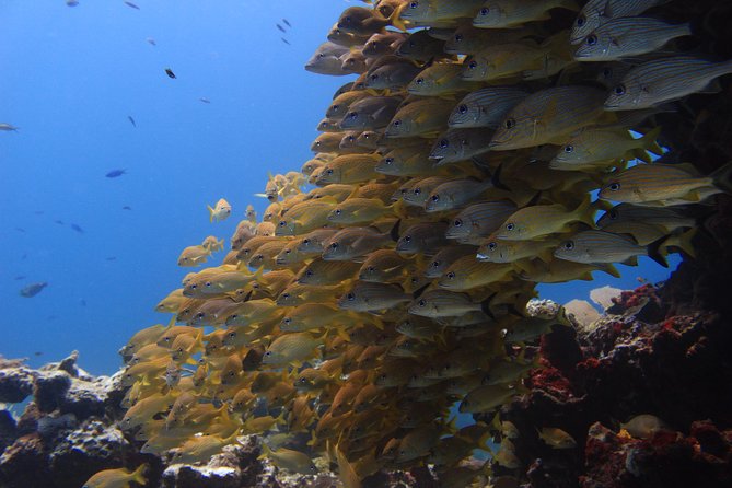 For certified Divers Experience the Under Water Museum and the Manchones Reef - Two underwater worlds near Isla Mujeres