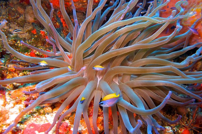For certified Divers Experience the Under Water Museum and the Manchones Reef - Is $109 a fair price?