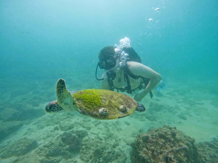 From Abu Dhabi: Scuba Dive and Snorkeling with BBQ, Transfer - Surface snorkeling around Snoopy Island
