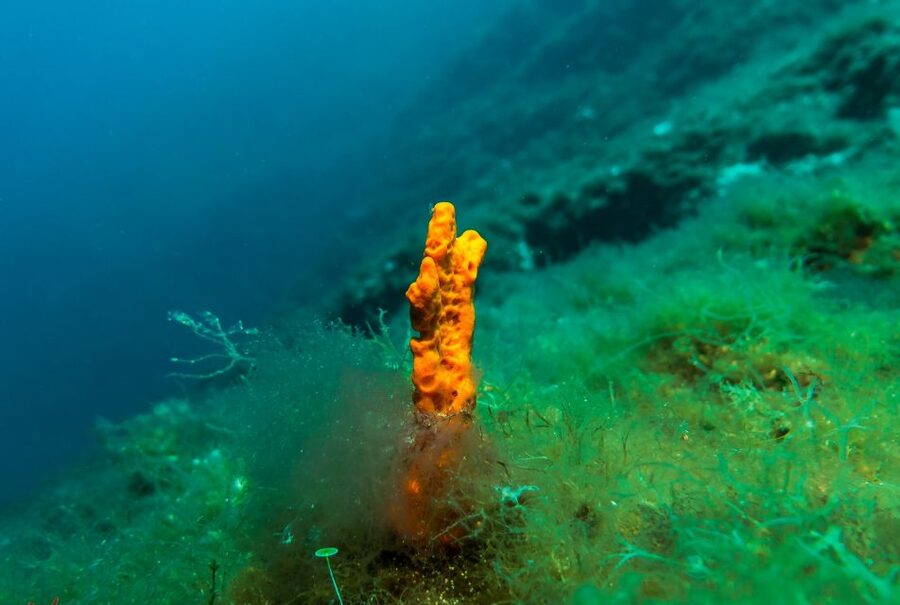 From Athens: Scuba Diving at the Blue Hole - What makes this a good alternative to Athens sightseeing
