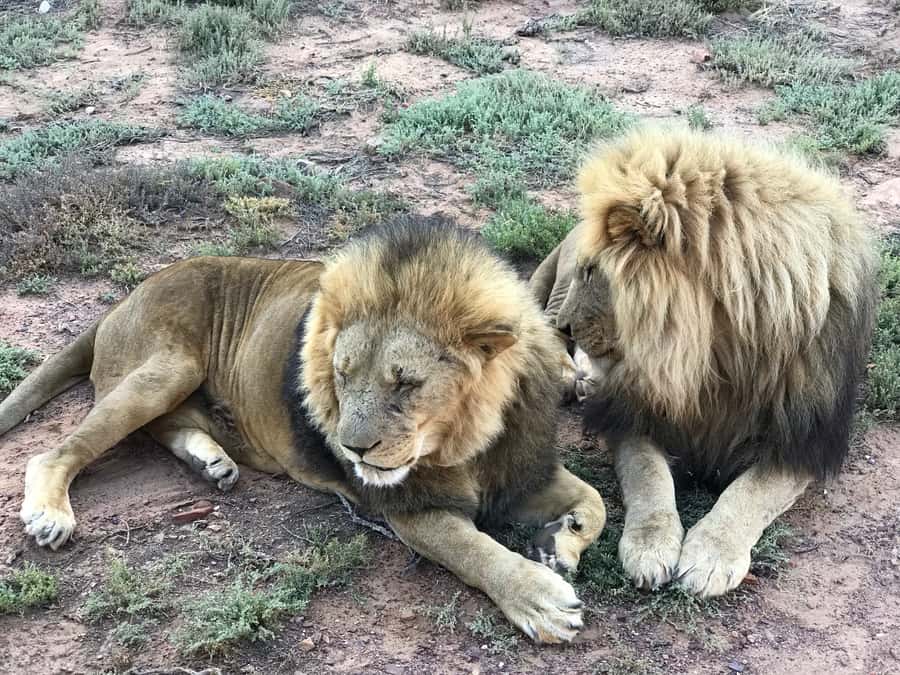 From Cape Town: 2-Day Garden Route Safari with Shark Diving - Why this two-day trip packs in so much