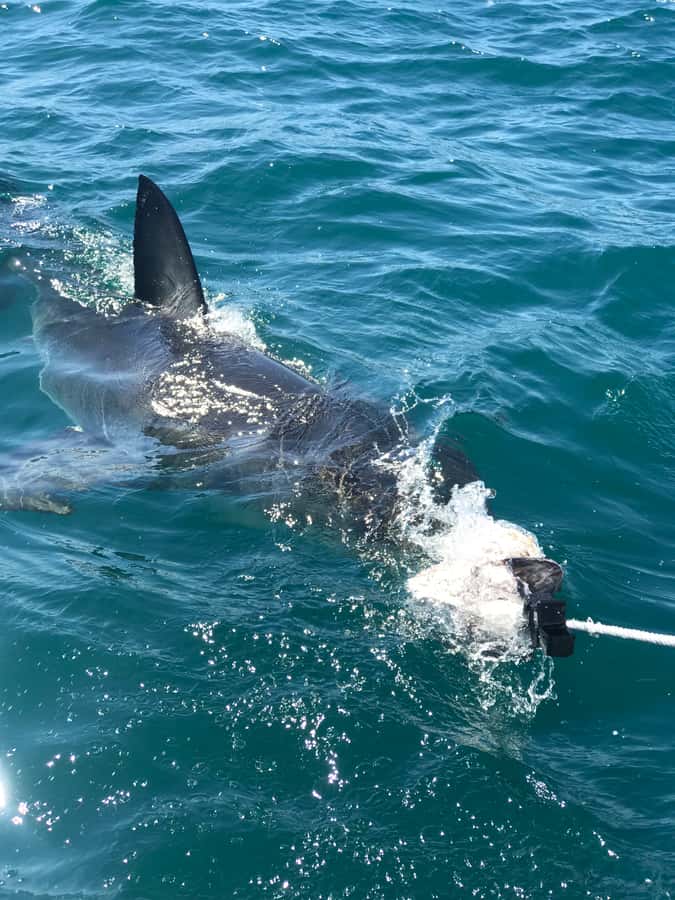 From Cape Town: 2-Day Garden Route Safari with Shark Diving - Garden Route Game Lodge after sunset