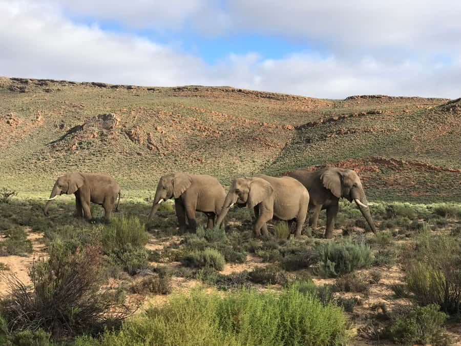 From Cape Town: 2-Day Garden Route Safari with Shark Diving - A guide who makes the road hours better
