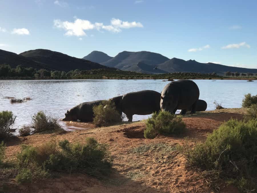 From Cape Town: 2-Day Garden Route Safari with Shark Diving - Who should book it?