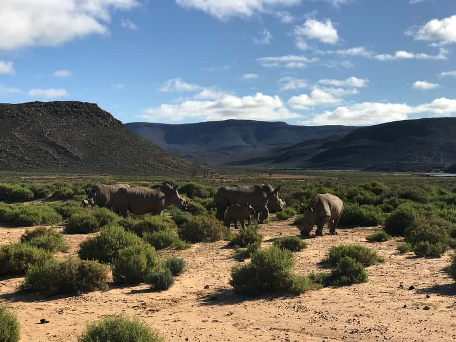 From Cape Town: 2-Day Garden Route Safari with Shark Diving - Hermanus and the road toward Cape Agulhas