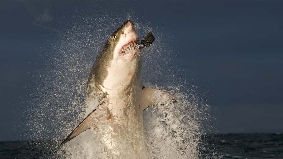 From Cape Town: Gans Bay Shark Cage Diving - Arrival, refreshments, and the safety briefing