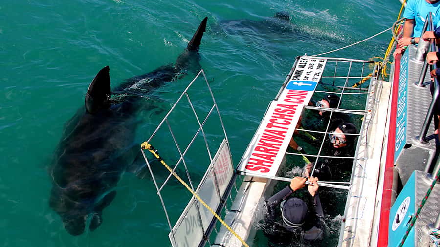 From Cape Town: Shark Cage Diving and Penguin Tour - From Cape Town to Gansbaai before breakfast