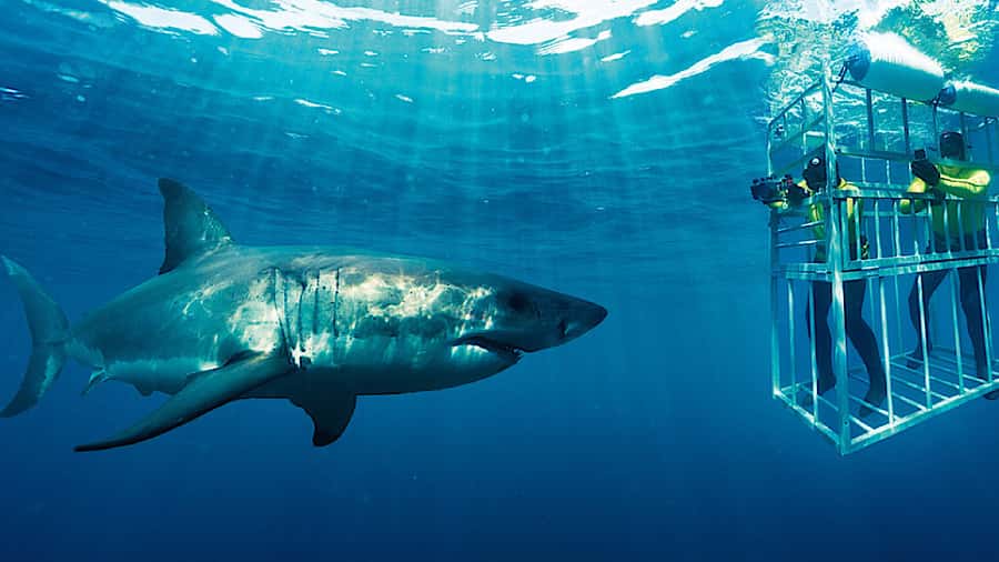 From Cape Town: Shark Cage Diving and Penguin Tour - The Gansbaai boat trip and steel cage
