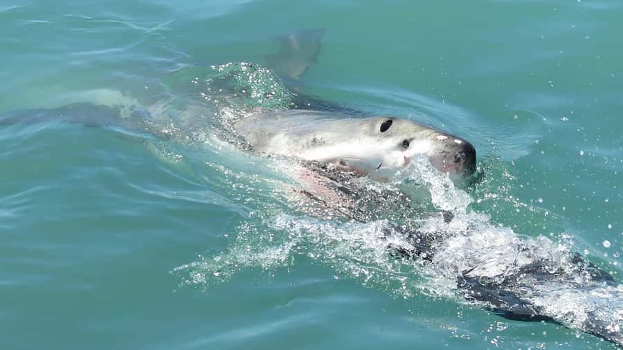 From Cape Town: Shark Cage Diving and Penguin Tour - Group size, cage space, and comfort