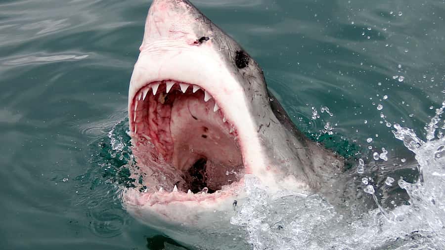 From Cape Town: Shark Cage Diving and Penguin Tour - Is $310 a fair price?