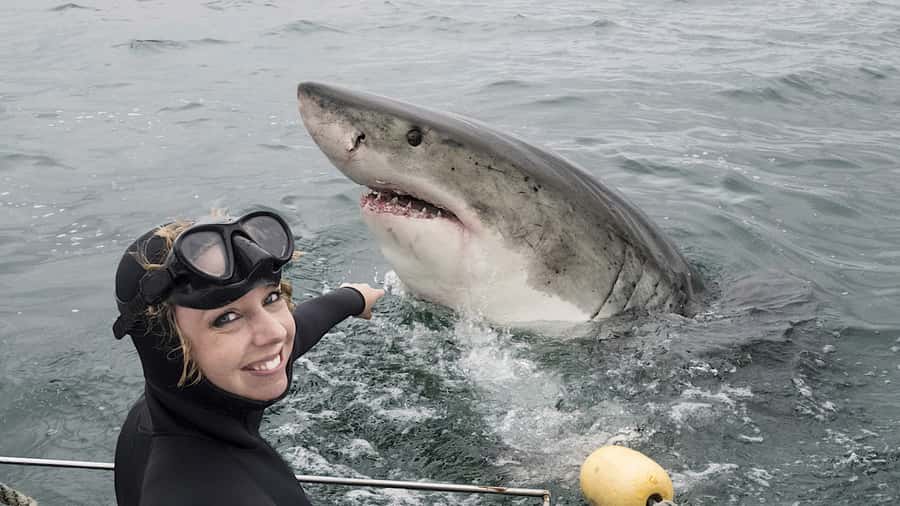 From Cape Town: Shark Cage Diving and Penguin Tour - Why great white sightings are never certain