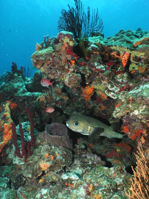 From Castries: St. Lucia Scuba Diving Excursion - Why St. Lucia works so well underwater