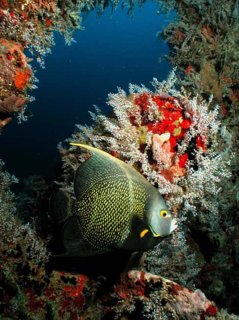 From Castries: St. Lucia Scuba Diving Excursion - Anse Cochon: wrecks and a possible after-dark outing