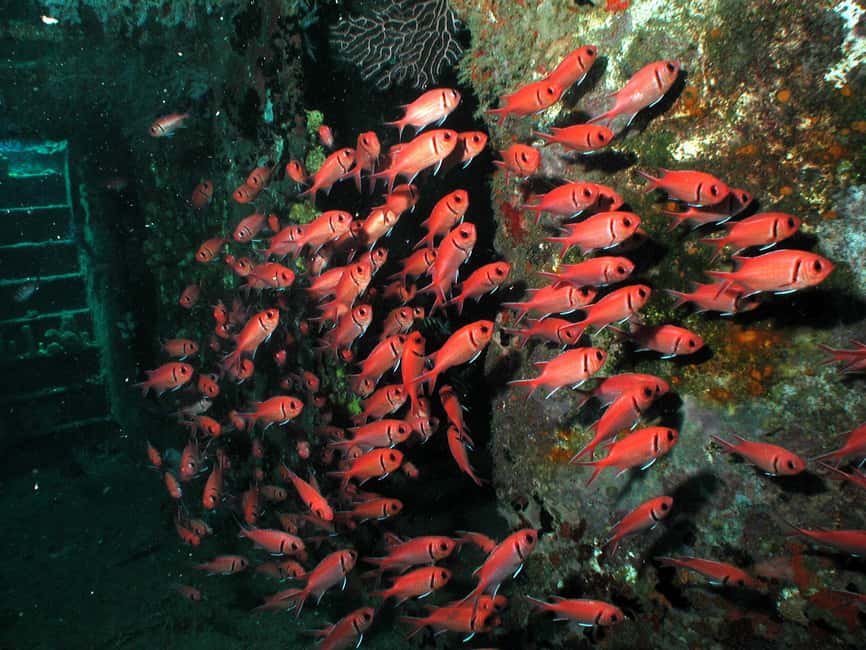 From Castries: St. Lucia Scuba Diving Excursion - What the $116 price really includes