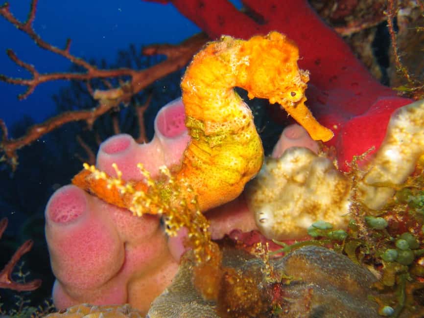From Castries: St. Lucia Scuba Diving Excursion - Cancellation and planning advice