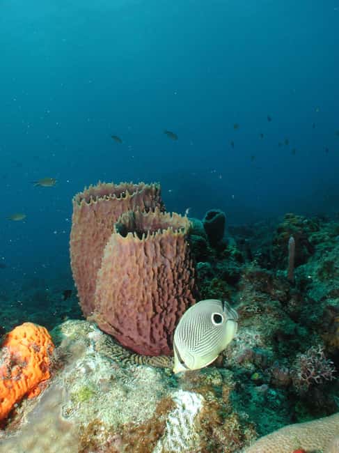 From Castries: St. Lucia Scuba Diving Excursion - Starting from Castries and reaching the coast