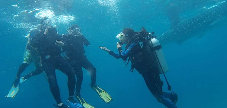 From Cebu City: Scuba Diving with Whale Sharks Trip in Oslob - Meeting the whale sharks underwater
