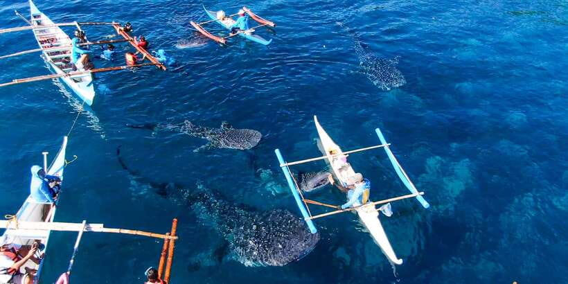 From Cebu City: Scuba Diving with Whale Sharks Trip in Oslob - Safety, weather, and responsible expectations