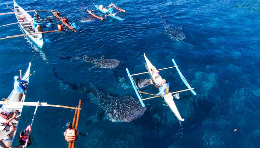 From Cebu City: Scuba Diving with Whale Sharks Trip in Oslob - Getting ready with the instructor