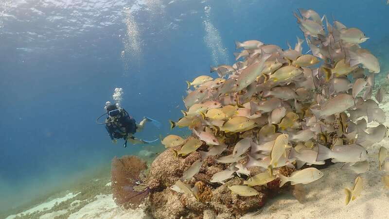 From Cozumel: Chankanaab Cozumel Scuba Diving - Who will get the most from this $60 activity