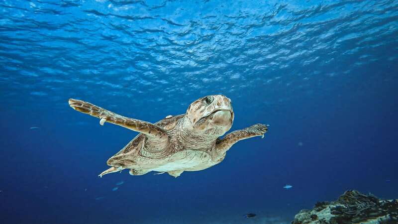 From Cozumel: Double Tank Scuba Diving for Certified Divers - The 20-minute ride to Cozumel’s reefs