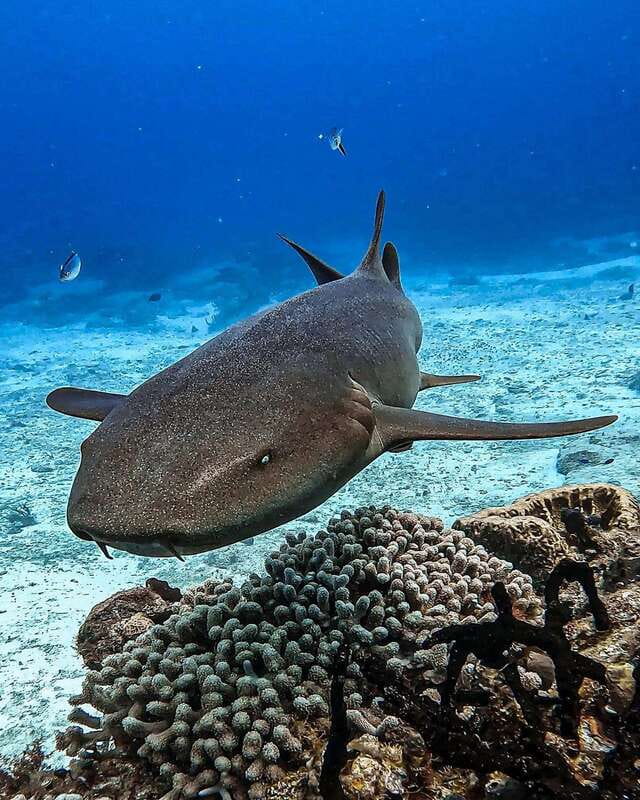 From Cozumel: Double Tank Scuba Diving for Certified Divers - The 45-minute break that makes the second session better