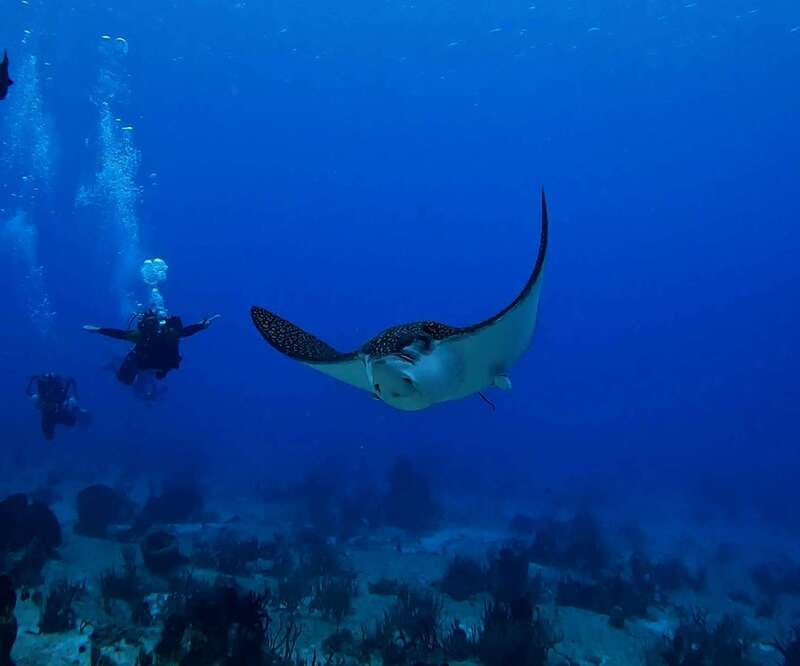 From Cozumel: Double Tank Scuba Diving for Certified Divers - Who will enjoy this trip most
