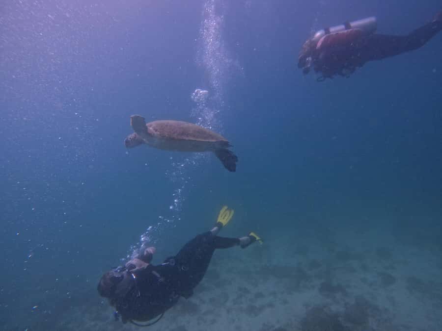 From Dubai: 2 Dives for Certified Divers with BBQ & Transfer - What you might see beneath the East Coast