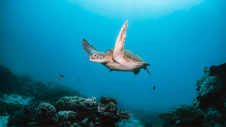 From Dubai: Discovery Scuba Diving & Snorkeling In Fujairah - From Dubai to Dibba, the day starts on the road