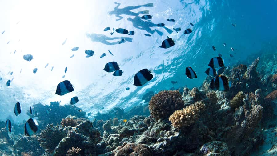 From Dubai: Discovery Scuba Diving & Snorkeling In Fujairah - The 10-meter descent is designed for beginners