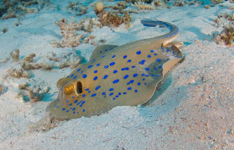 From Dubai: Fujairah Half-Day Scuba Dive and Snorkeling - Key points to know before booking